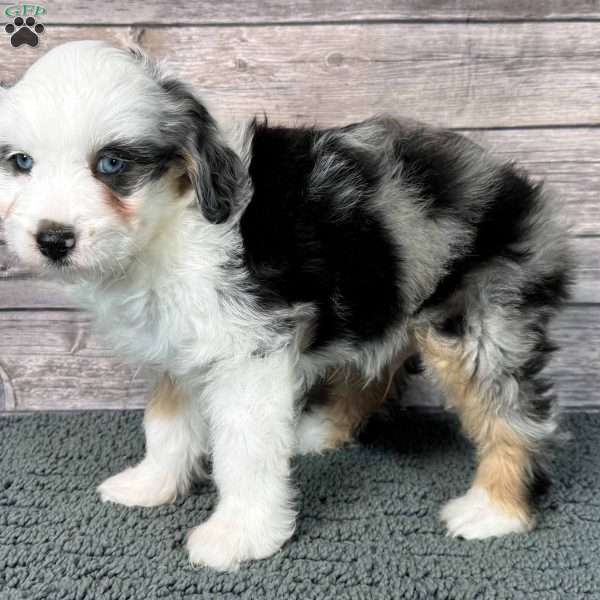 Hendrix, Mini Aussiedoodle Puppy